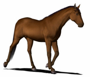 horse,best,animations