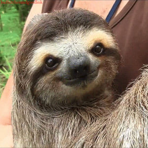 sloth