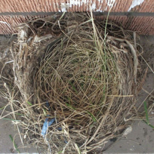 nest,robin,animals,bird,egg,eggs,curious,robins nest,phoebe buffay quotes