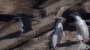 funny,cute,lol,animals,ouch,discovery,penguins,discovery channel,animal,cute animal
