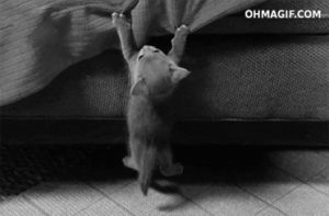 sofa,climb,funny,cat,cute,animals,kitten,try,blanket,hanging,claw