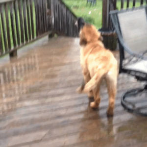 rainy day,dog,rain