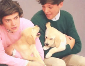 one direction,lovey,louis tomlinson,harry styles,dogs,boys,larry stylinson