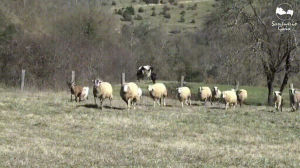 sheep,gaia,zoomies