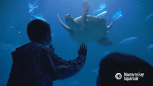 turtle,ocean,swimming,monterey bay aquarium,sea turtle,green sea turtle,open sea exhibit