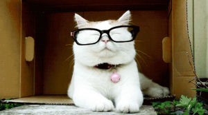 nerdy,cat,glasses,nerd,white cat