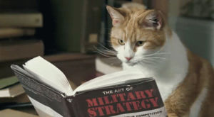 strategy,studying,lesson,cat