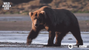 bear,funny,cute,animals,meme,bbc,bbc one,wildlife,alaska,alaska live