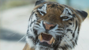 big cat week,nat geo wild,roar,big cats,animals,rawr,cats,tiger,fierce