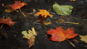 autumn,evening,rainy,cinemagraph