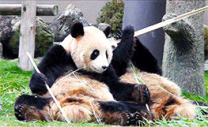 eat,cute,animals,animal,adorable,bear,panda,grab,playful,panda bear,giant panda