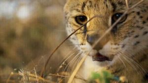 serval,cat,not,lover