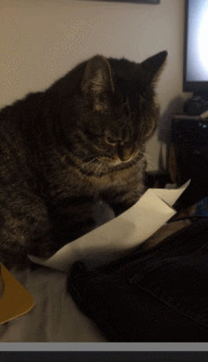 cat,paper