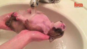 sleepy,bath,puppy