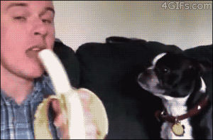 spit,dog,eat,thanks,banana,mean,th