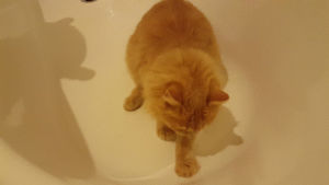 cat,cats,bath,bento