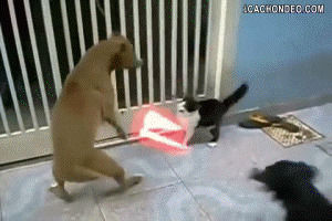 fighting,lightsaber,cat,dog,mash up