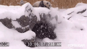 snow,fall,panda,panda bear