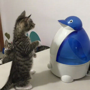 penguin,kitty,cat