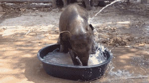 pool,water,baby,elephant,tiny,step