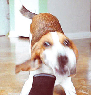 wind,beagle,animals,dog,happy,vacuum,playful,barking,blower