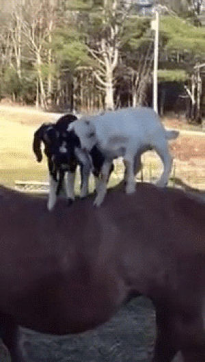 goat,horse,falling,animals riding animals