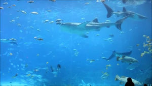 fish,aquarium,sharks,tank,hundreds