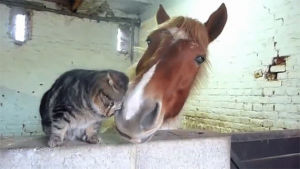 horse,cat,friends