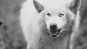 wolf,lovely,husky,animals,amazing,scary,crazy,wow,teeth,barking