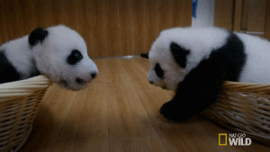 panda,cute,nat geo wild,bffs,pandas,mission critical,panda babies