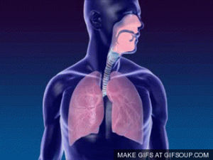respiratory,system,body,systems,voiture,out of breath