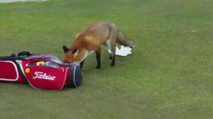 animals being jerks,golfer,fox,steals,wallet