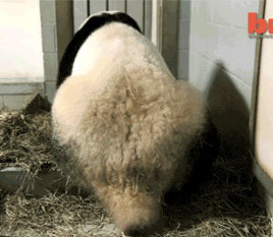 small,panda,babies,so,are