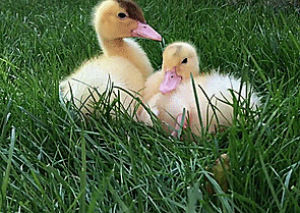 grass,duck,ducklings