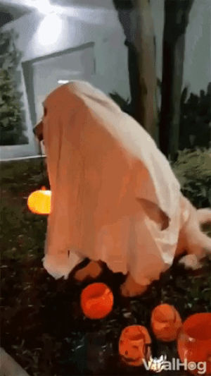 halloween,ghost,spooky,dog