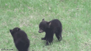 bear,cubs