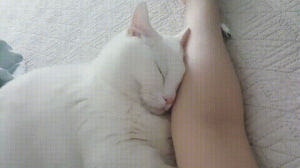 cat,snuggles