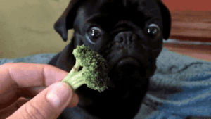 broccoli,dog