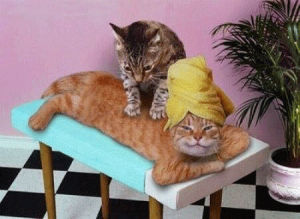 massage,cat,illustration
