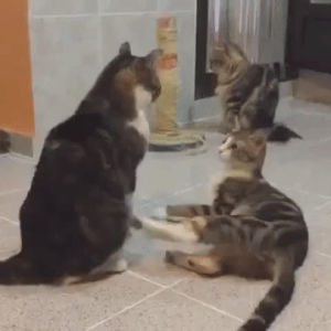 meeting,cat,rstartledcats