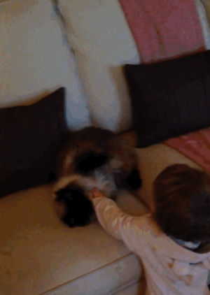 oops,attack,cat,dog,fail,ouch,babies,afv