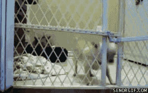dogs,great,escape,fence