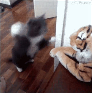 kitty,tiger