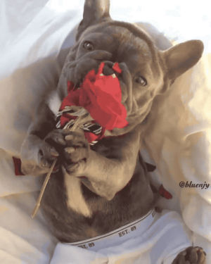 rose,valentines,dog