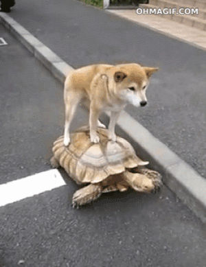 dog,turtle,road,win,epic,riding,shiba inu