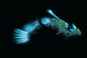 loop,anglerfish,swimming,underwater,animation,seamless,lantern,deep sea,devil fish