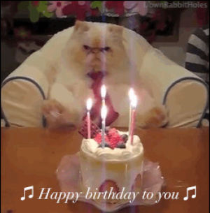 happy birthday,grumpy cat,grumpy,birthday cake,original,cat,bored,japanese grumpy cat