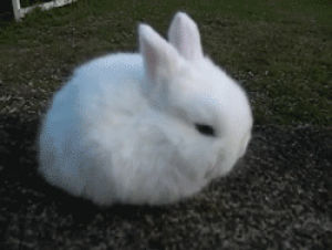 bunny,rabbit,grass,animals,cute,sitting