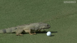 golf,ball,all,after,iguana,decide