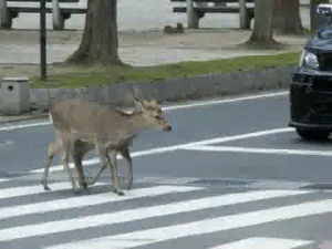 deer,funny,cute,crosswalks,crosswalk safety observed